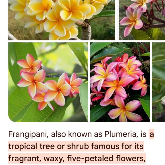 Plumeria CZ Sterling Silver Floral Dangle Drop Earrings. - Picture 8 of 8